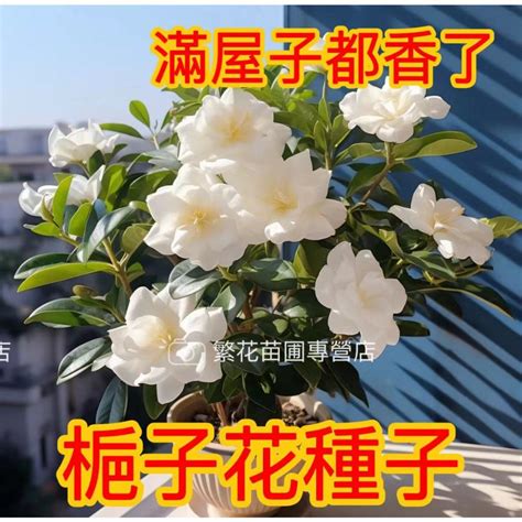 梔子花種子哪裡買|梔子花｜優惠推